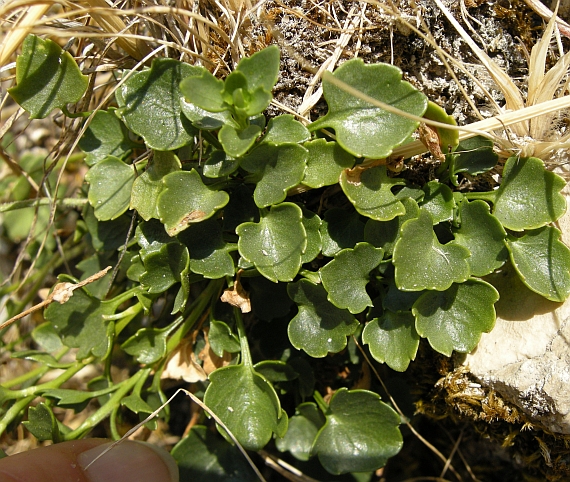 Campanula fragilis subsp. cavolinii / Campanula napoletana